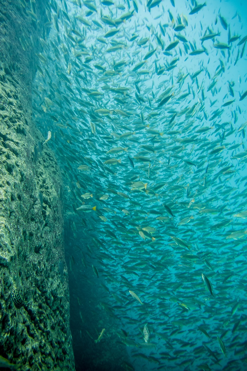 Cyprichromis sp. 'dwarf jumbo' Nondwa Point